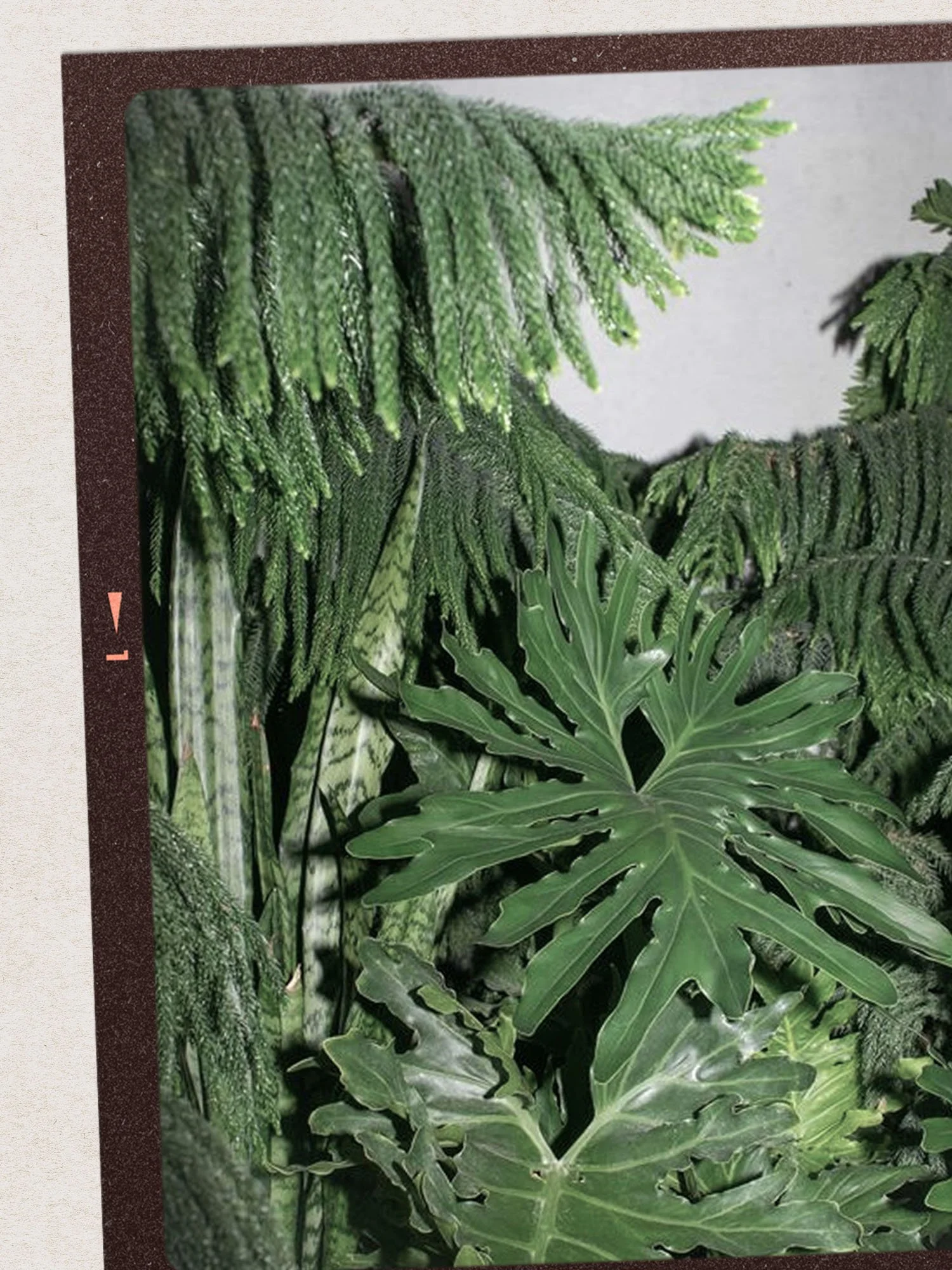 Indoor Plants and Marketing Campaigns